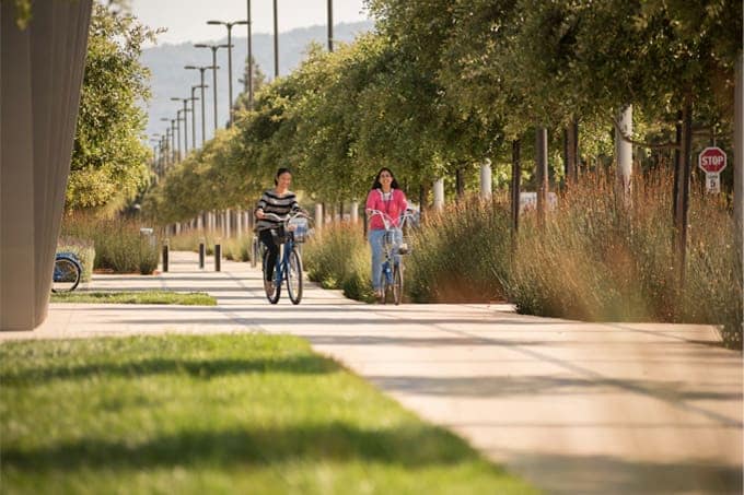 Two people riding bikes down a sidewalk next to a tree.